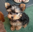 12 weeks Old Yorkshire terrier pups